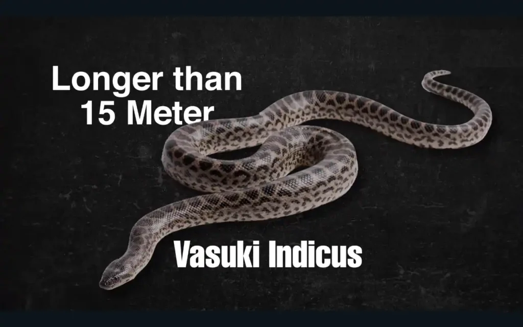 World's Largest Snake Vasuki 15 Meters